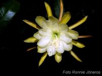 Epiphyllum hybrid gul